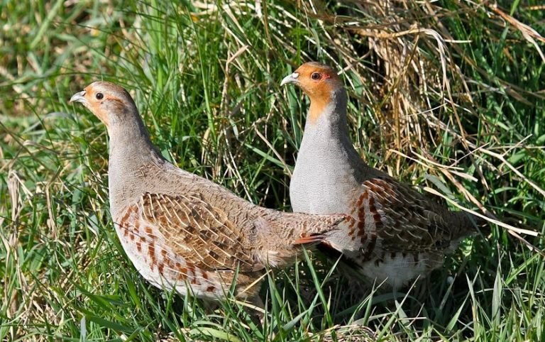 Balanced diet for quail birds.jpg