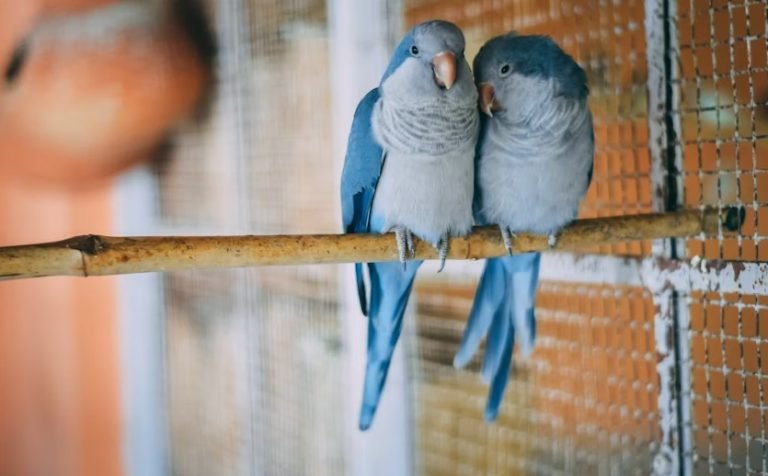 Budgerigar bird food.jpg