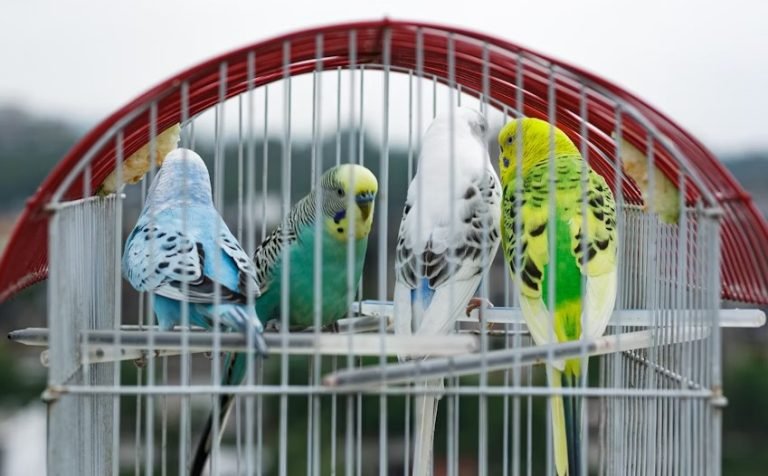 Budgerigar bird keeping methods.jpg