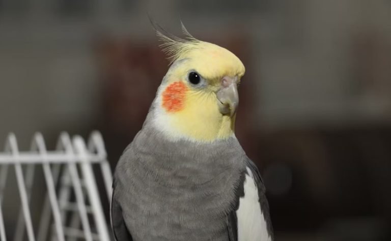 Cockatiel bird care and treatment methods.jpg