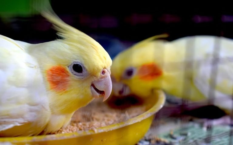 Cockatiel bird food.jpg