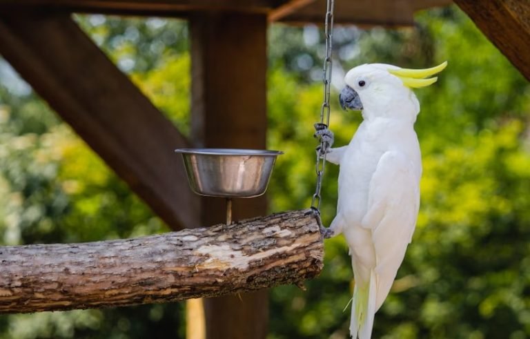 Cockatoo bird food.jpg