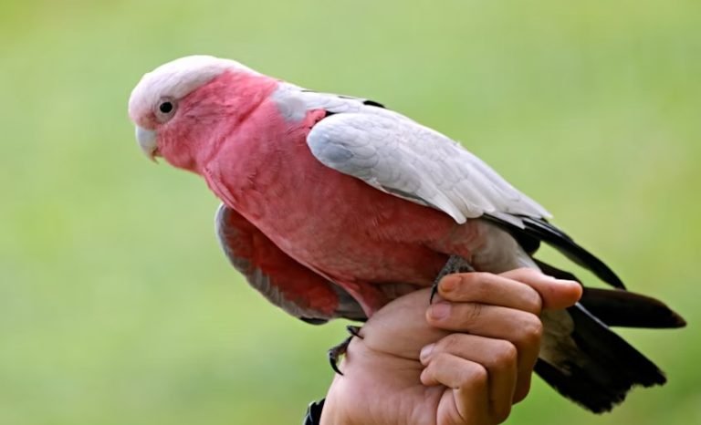 Cockatoo bird keeping.jpg