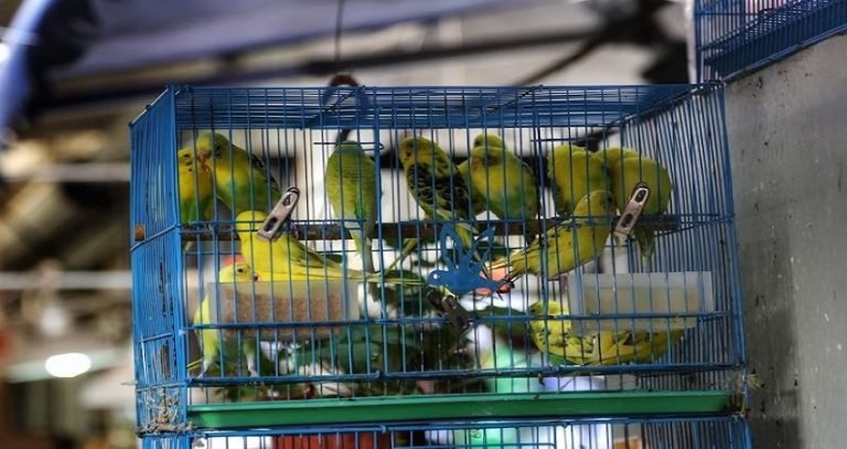 Keeping birds in cages.jpg