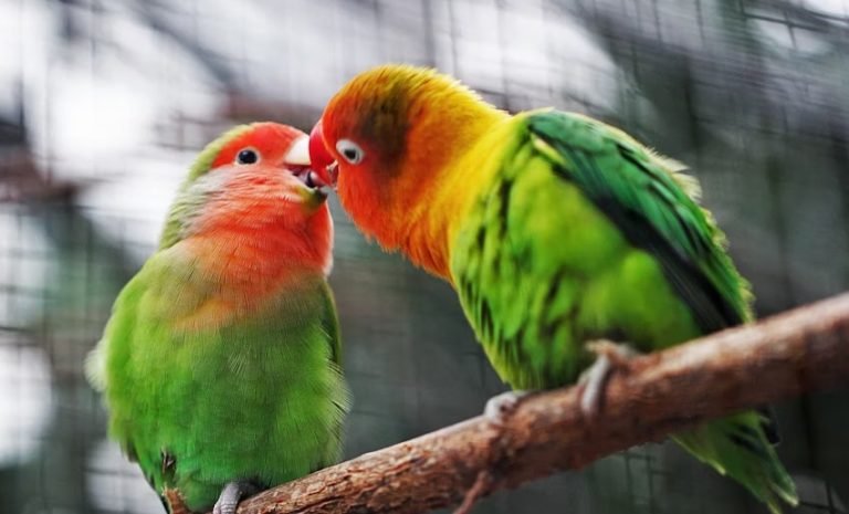 Love Bird Breeding.jpg
