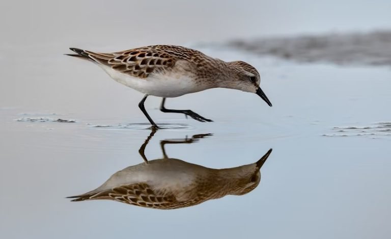 Migratory Bird Day.jpg