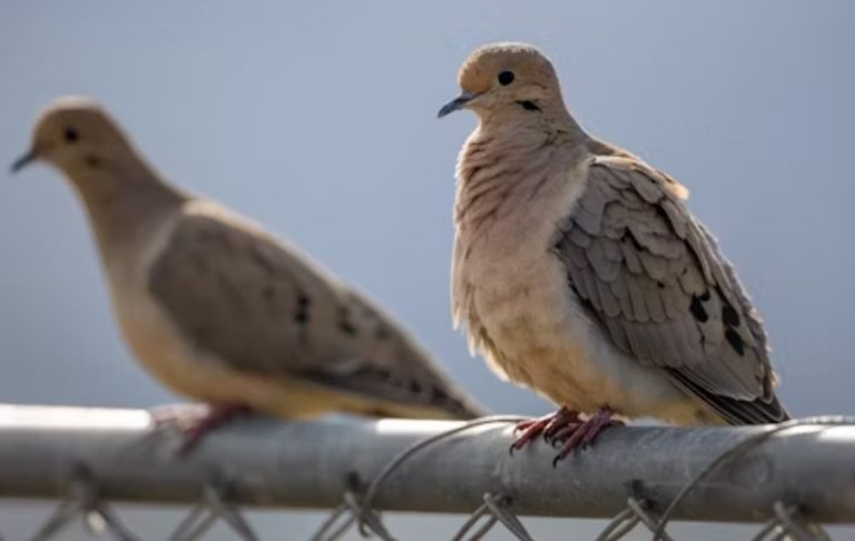 Pigeon food list.jpg