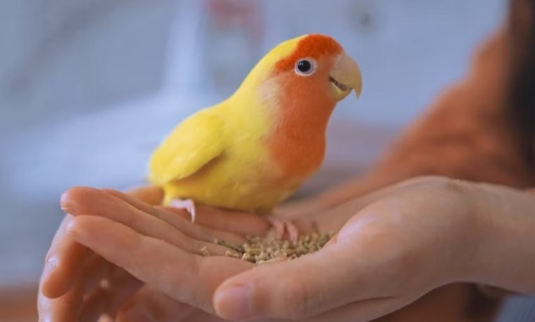 Profitable bird farming.jpg