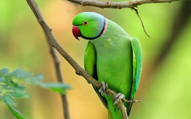 Proper method of keeping parrots.jpg