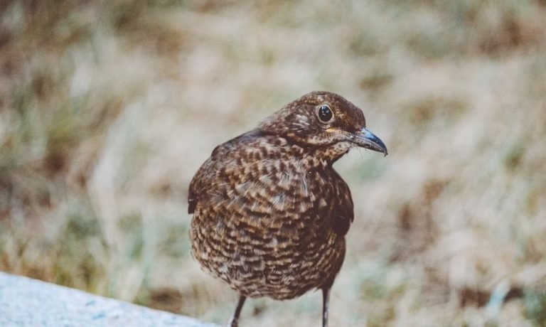 Quail bird rearing method.jpg