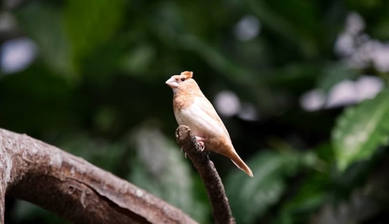 The smallest bird in the world.jpg